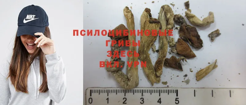 Псилоцибиновые грибы Psilocybine cubensis  наркошоп  Ульяновск 